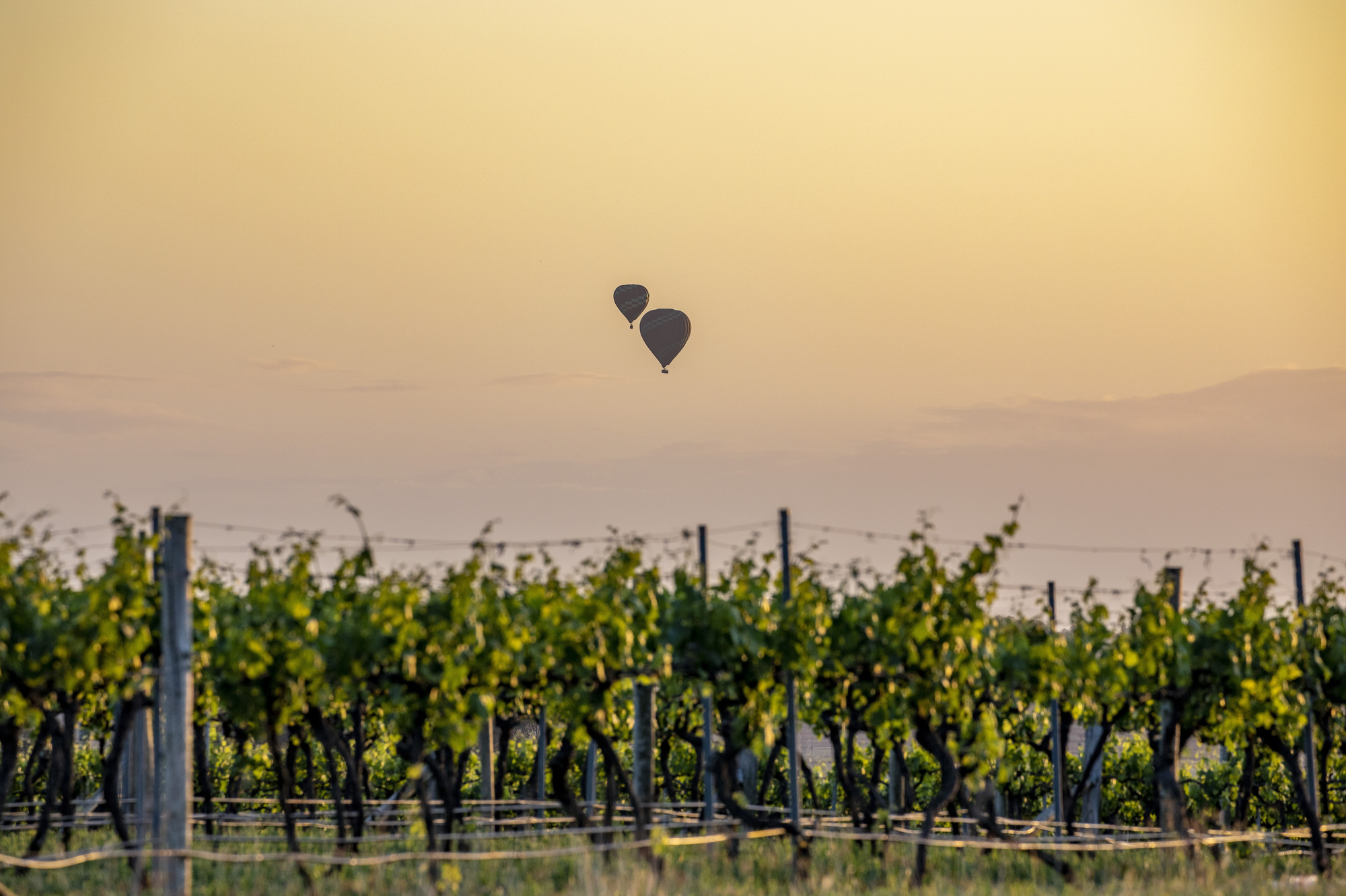 Countryside, Hunter Valley